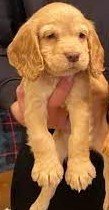 Order Female Cocker Spaniel Puppy from Vizag